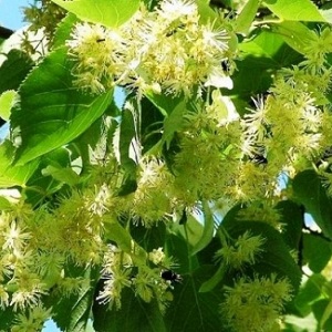 Опилки липовые оптом в Иркутске от завода-производителя Лигнум Ресурс